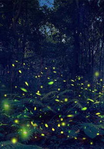 为什么萤火虫会发光
