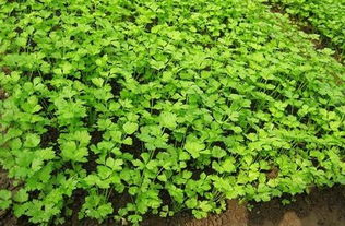 芹菜种植技术和种植时间,芹菜几月几日播种