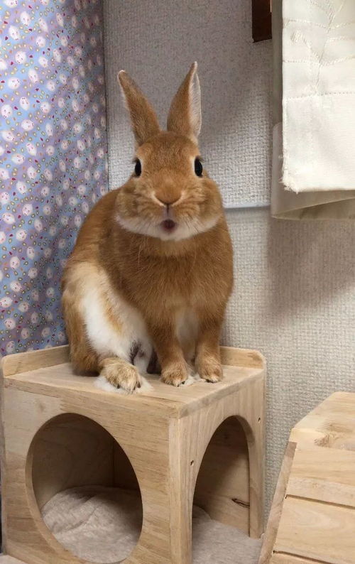 日本一只宠物兔每天和喵星人 汪星人生活在一起,最后竟变成了这个样子