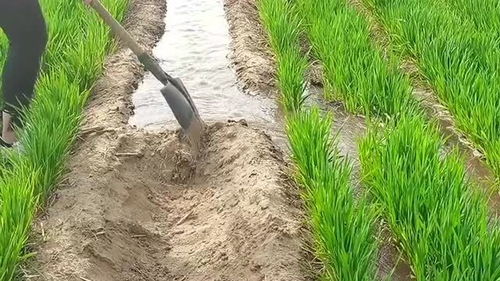 在地里浇水的大姐,用一把掀控制水的方向,城市人没有见过的操作 