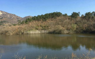 风水大师王君植河南看风水寻龙点穴,双突麒麟穴坟墓风水相当奇特