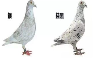 选择赛鸽羽色的标准,鸽子羽色单一复杂对比,到底哪种会比较好