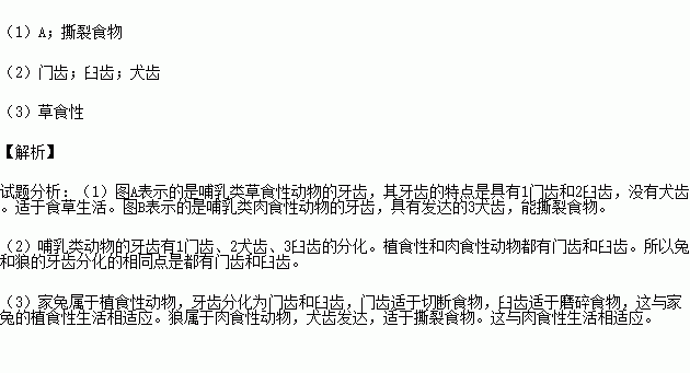 兔和狼的牙齿分化不完全相同，产生这种差异的主要原因是什么啊