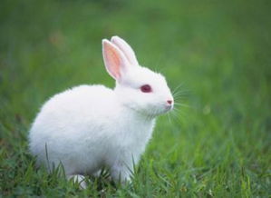 小兔子能活几年 