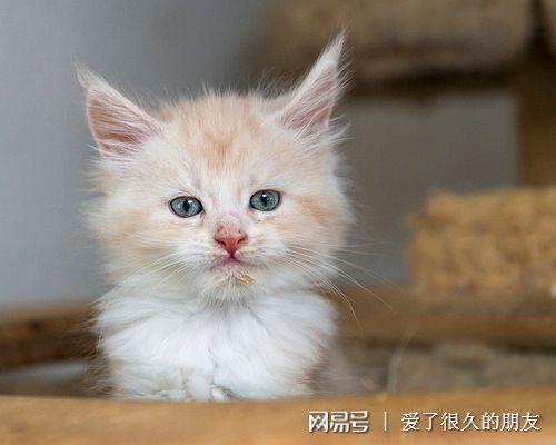 铲屎官不解 猫为什么会突然尿闭