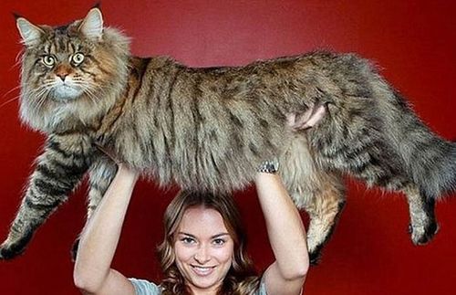 缅因猫最大可以长多大 