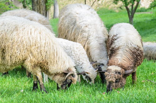 关于羊的著名古诗句
