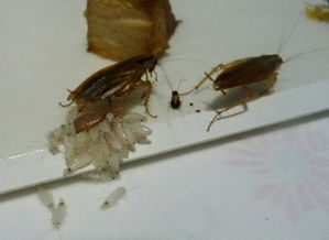 怎样科学地解释踩死的蟑螂的尸体里爬出来两只小蟑螂 