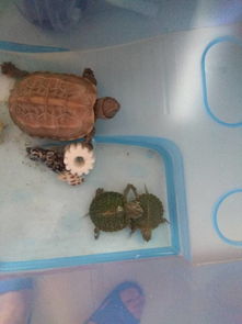 草龟为什么只能养一只,草龟可以两只一起养吗？