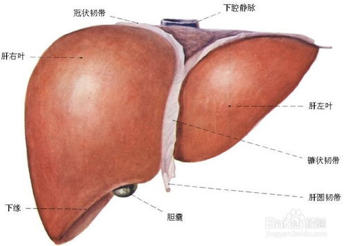 中医治肝硬化 肝硬化的病因病机 