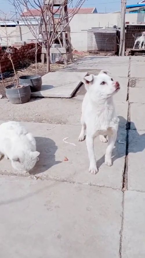 小白狗和小白猫 