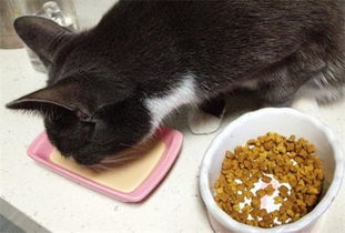普贝斯 猫吐了还没消化的猫粮,猫咪呕吐猫粮怎么办