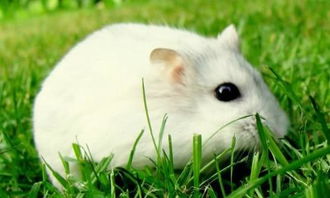 梦见小白鼠是什么意思 梦见小白鼠的解释-图3