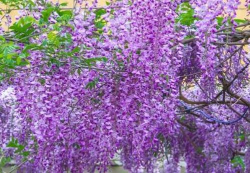 紫藤的寓意和象征是什么 