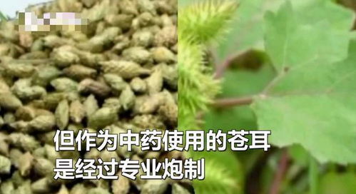 家人误信苍耳治鼻炎 9岁男孩连喝多天生命垂危 偏方不能信