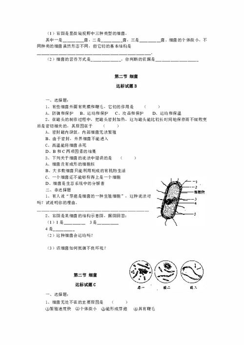 第四章 分布广泛的细菌和真菌 达标题 每节分ABC卷,有答案