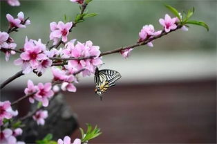 四月不读桃花诗,怎知江南春几许