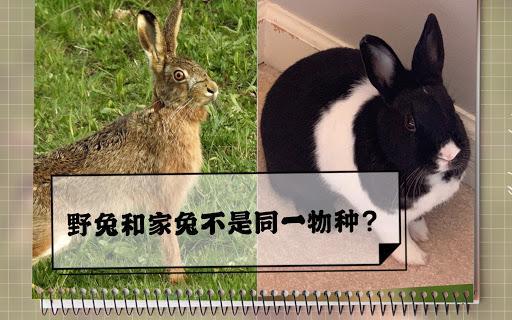 野兔和家兔可以杂交 错,它们存在明显的生殖隔离