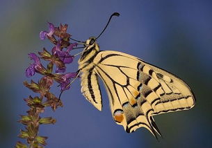 蝴蝶逼，求关于捉蝴蝶的动作描写
