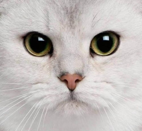 猫的眼睛除了会发绿,还能一日三变