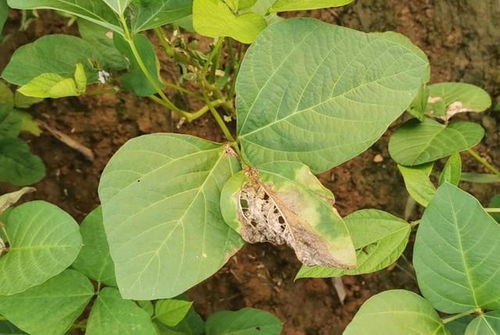 种植大豆不结荚怎么办 5点防治方法,大豆结荚多促高产