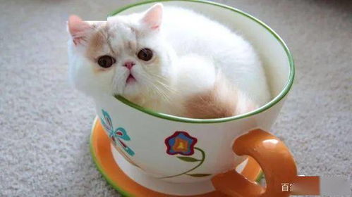 有没有茶杯猫这个品种 茶杯猫好养吗 它的价格又是多少呢