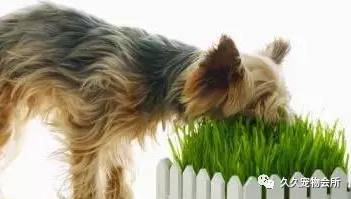 狗狗吃草原因 