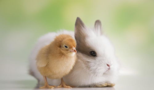 兔子能听懂人话吗,兔子能听懂人话吗能认得主人吗