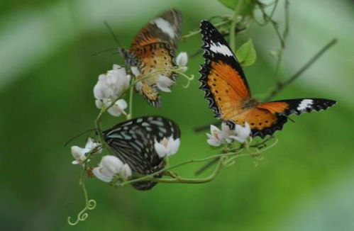 关于蝴蝶的诗句四句