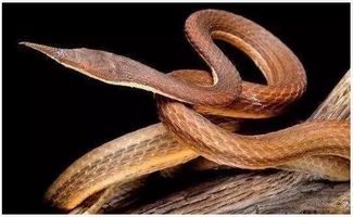 世界最漂亮奇葩的18种异蛇 最后你绝对在梦里见过 