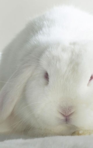 可爱兔子图片大全超萌