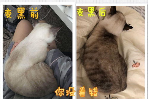 猫咪界也有挖煤工, 哈哈 暹罗铲屎官表示一到冬天就感觉换了只猫