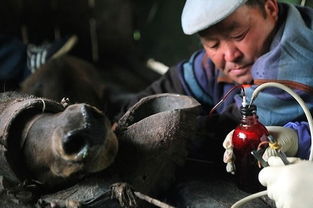 不忍目睹的俄罗斯鹿茸采收