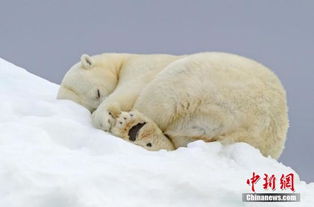 研究 气候暖化致猎物减少 北极熊吃鸟蛋果腹