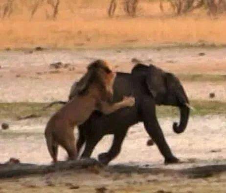 独狮子捕杀小象,在小象倒地的一瞬间,过来的不速之客让人唏嘘