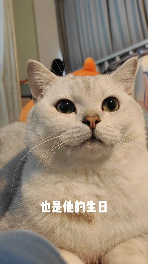 猫咪的生日礼物居然是这个,猫咪都气笑了 