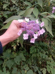 请问这是什么花,叫什么名字,花期有点长,就像紫薇花的花期一样的 