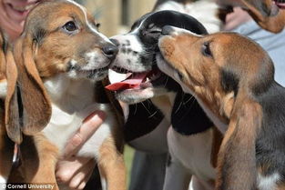 世界首批试管狗诞生 或能拯救濒危动物
