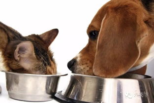 狗狗可以吃猫粮吗