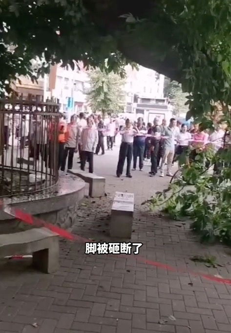 广东一800多岁古树倒塌砸伤算命先生 ,其广告上写着可预测凶吉 