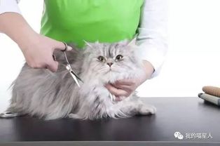 为猫咪剃毛会影响猫咪健康吗 