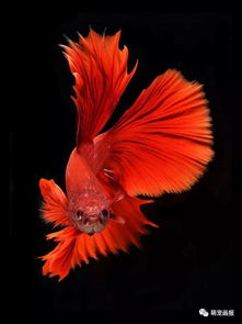 美丽的暹罗斗鱼摄影,优雅的身姿好像悬浮在空中