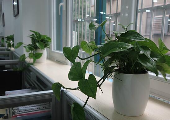 摆放办公室植物时需要注意哪些风水禁忌