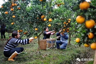 柑橘省力化管理 惊呆 原来外国人是这么摘柑橘的