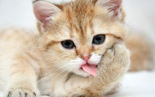 猫口腔溃疡吃什么药 