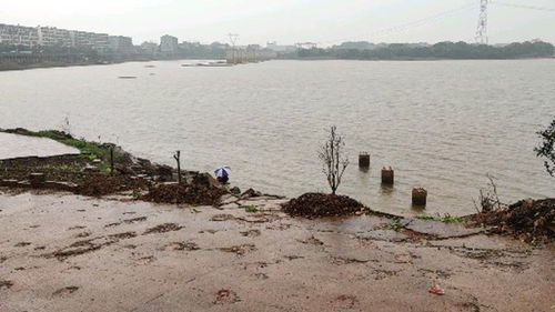 为什么下雨天要在湖里洗衣服呢 