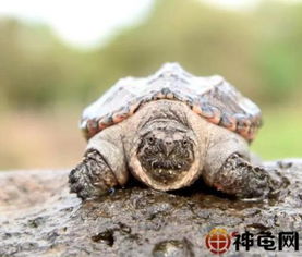 龟要准备冬眠,龟池的15个问题你注意了吗 