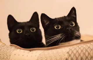 网友家的一只纯黑猫和半黑猫太漂亮了,自带美丽光环,感受下 .
