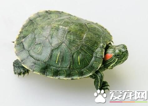 宠物乌龟品种 常见的小乌龟有5种类型