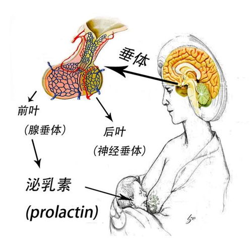 溴隐亭治疗泌乳素型垂体瘤的原则及注意事项